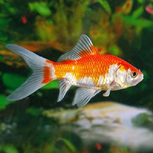 Carassius auratus - Goldfish sarassa 4-6 cm